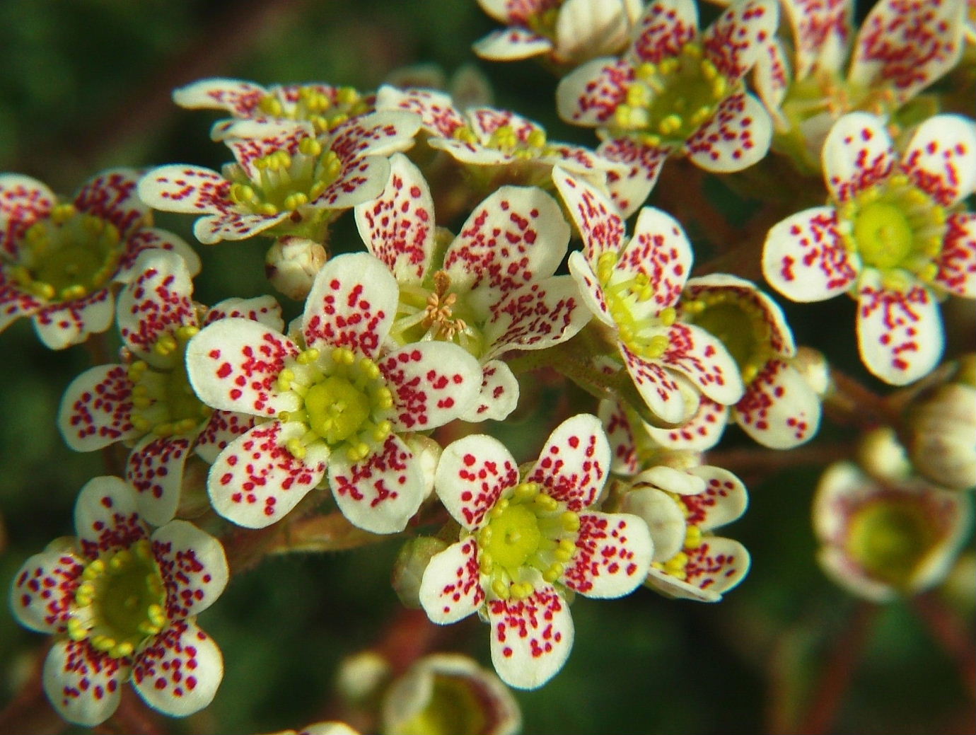 Saxifraga paniculata   (ipercromia)